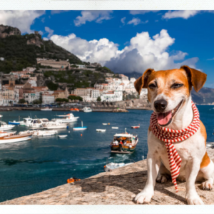 lifestyle vacation dogs